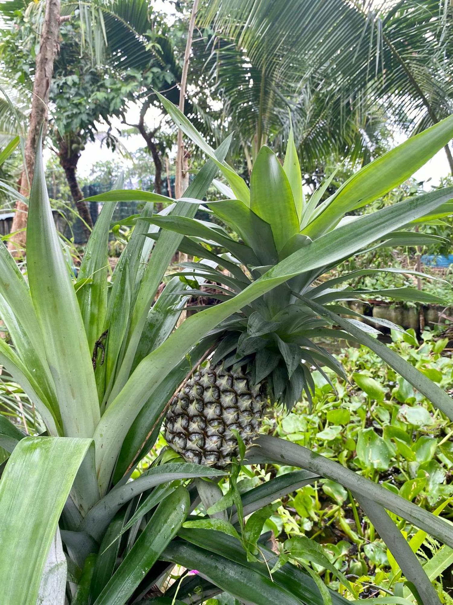Go Chanh Homestay Cai Rang Exterior photo